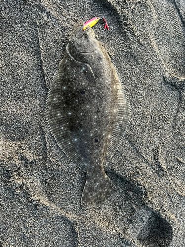ヒラメの釣果
