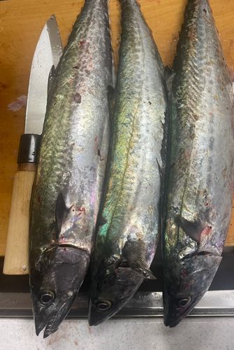 サゴシの釣果