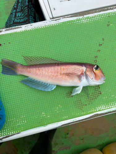 アカアマダイの釣果