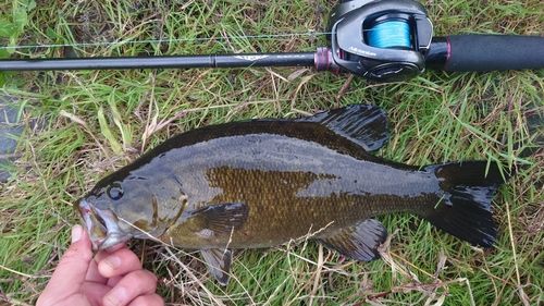 スモールマウスバスの釣果