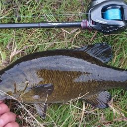 スモールマウスバス