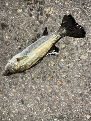 セイゴ（タイリクスズキ）の釣果