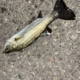 セイゴ（タイリクスズキ）