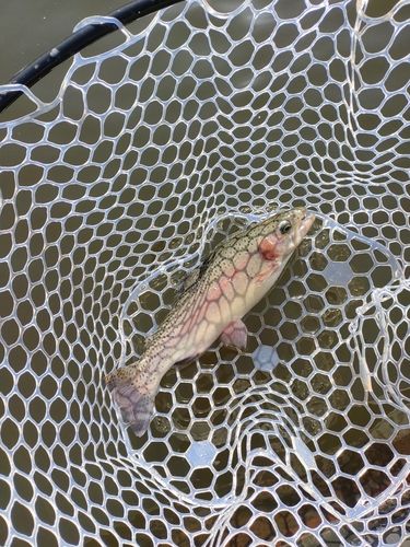 ハミングバード通天湖