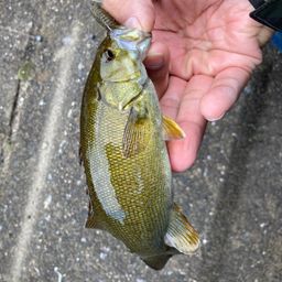 スモールマウスバス