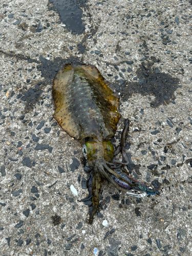 アオリイカの釣果