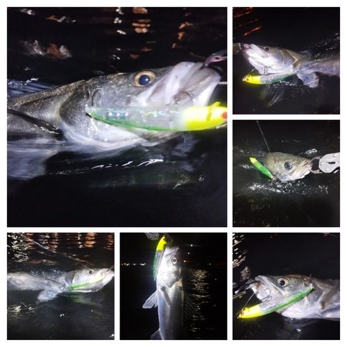 シーバスの釣果