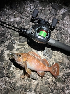 エゾメバルの釣果