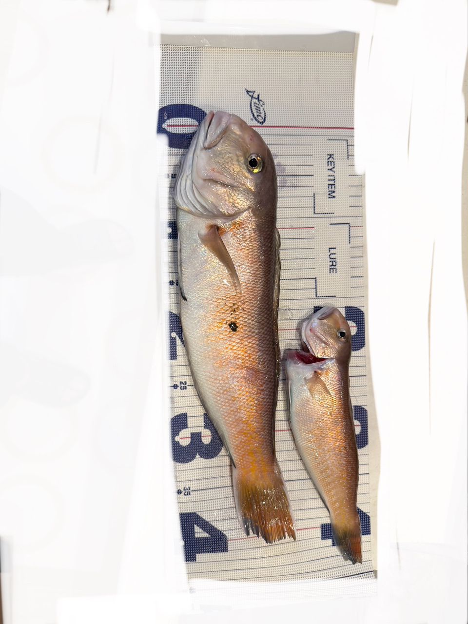 下手な横好きさんの釣果 1枚目の画像