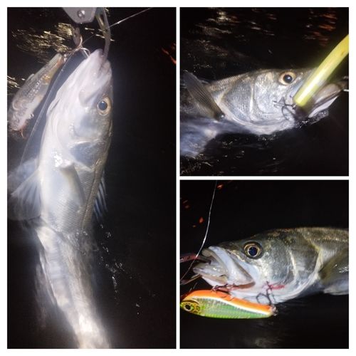 シーバスの釣果