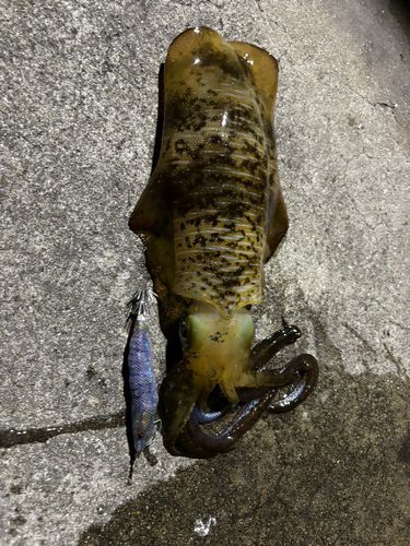 アオリイカの釣果