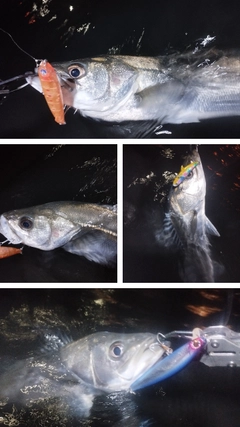 シーバスの釣果