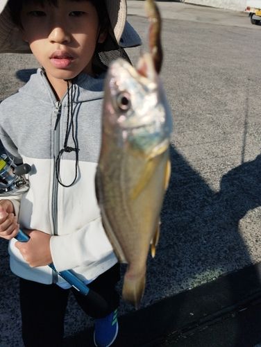 シログチの釣果