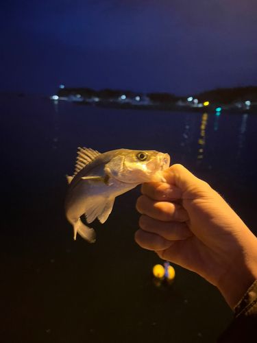 セイゴ（ヒラスズキ）の釣果