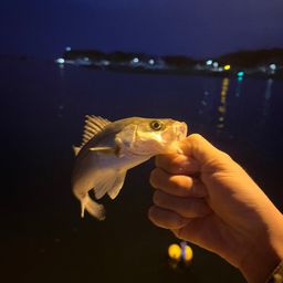 セイゴ（ヒラスズキ）