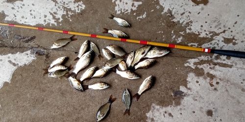 ギンブナの釣果