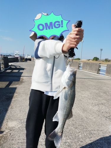 フッコ（タイリクスズキ）の釣果