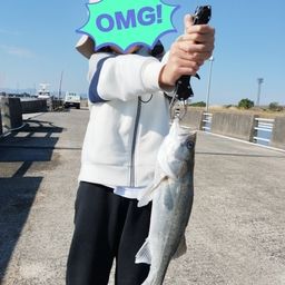 フッコ（タイリクスズキ）