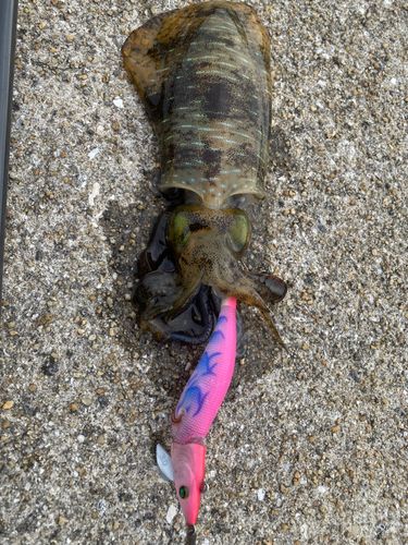 アオリイカの釣果
