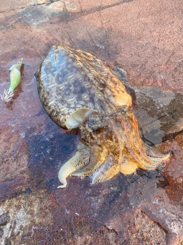 モンゴウイカの釣果