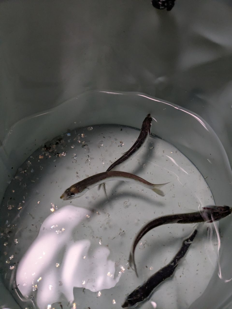 カタクチイワシ