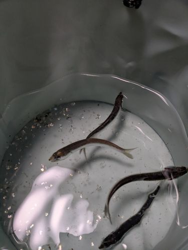 カタクチイワシの釣果