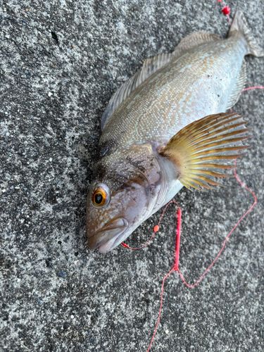 アイナメの釣果