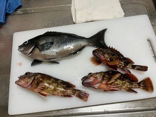 湯河原海浜公園