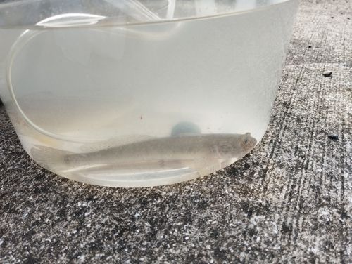 ハゼクチの釣果