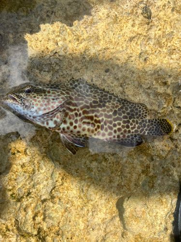 イシミーバイの釣果