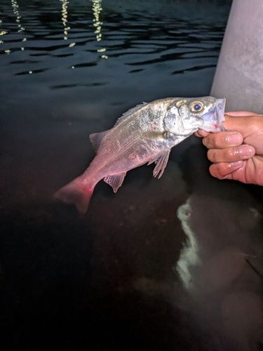 セイゴ（ヒラスズキ）の釣果