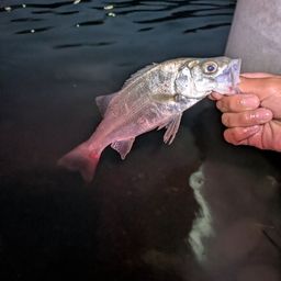 セイゴ（ヒラスズキ）