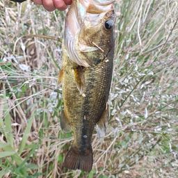 ラージマウスバス