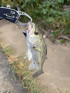 セイゴ（タイリクスズキ）の釣果
