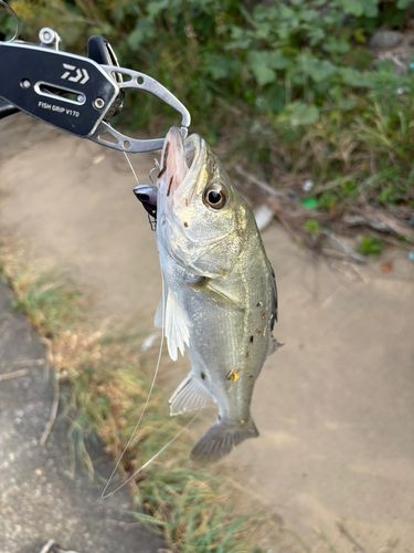 セイゴ（タイリクスズキ）の釣果