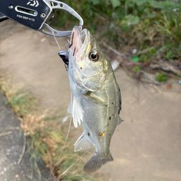 セイゴ（タイリクスズキ）