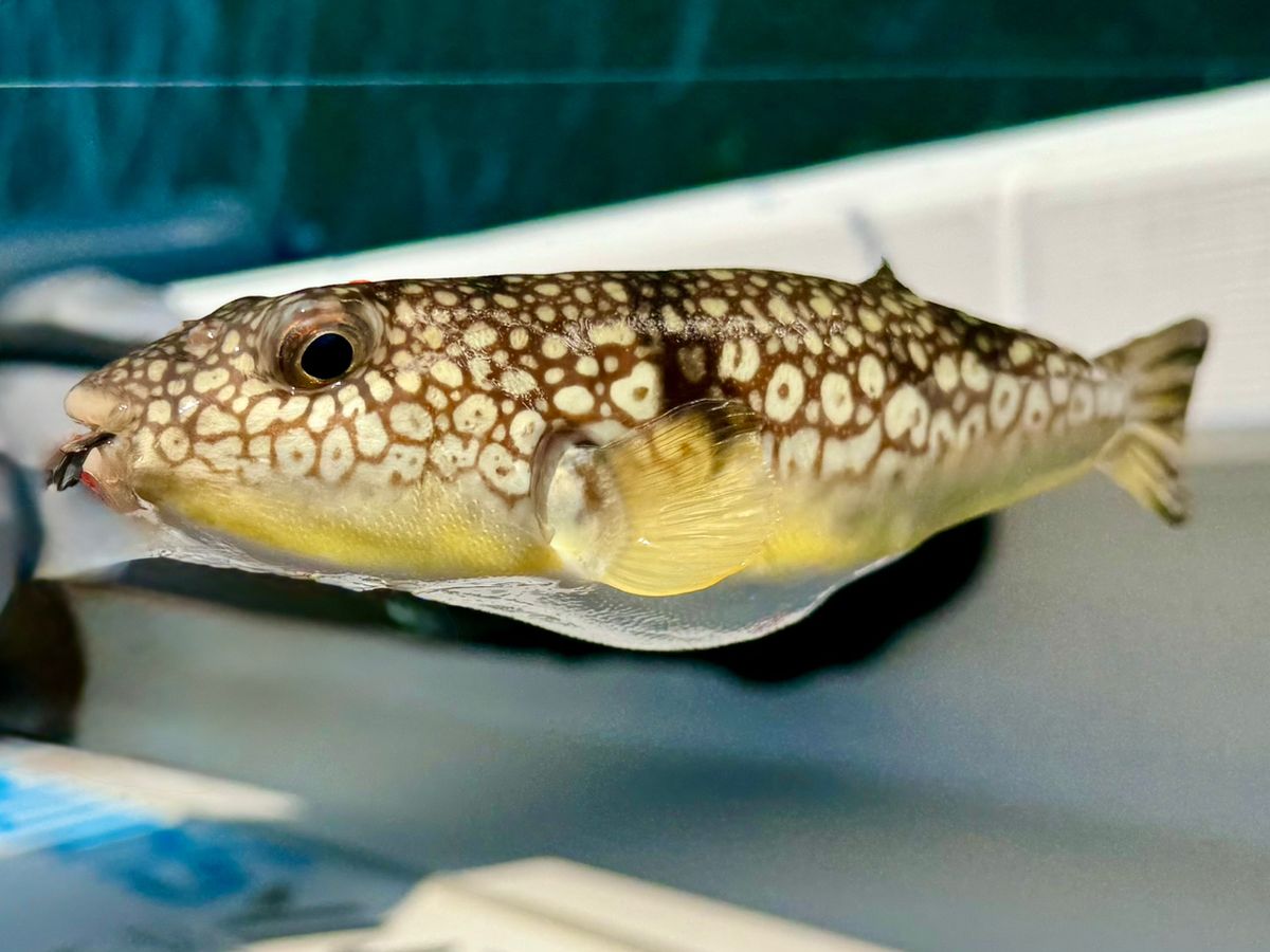 ショウサイフグ