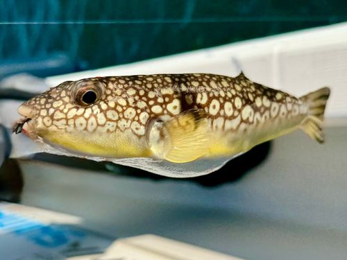 ショウサイフグの釣果