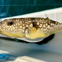 ショウサイフグ