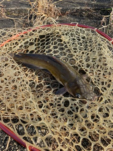 アメリカナマズの釣果