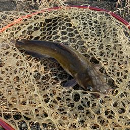 アメリカナマズ