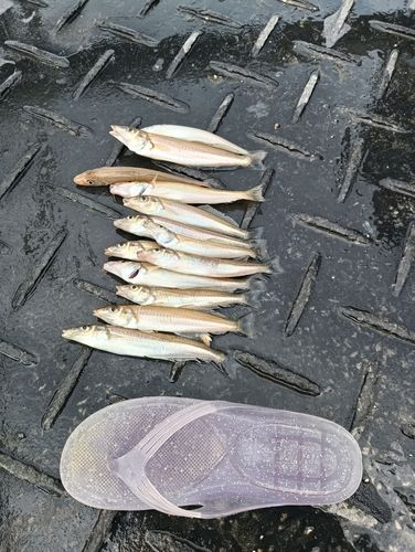 シロギスの釣果