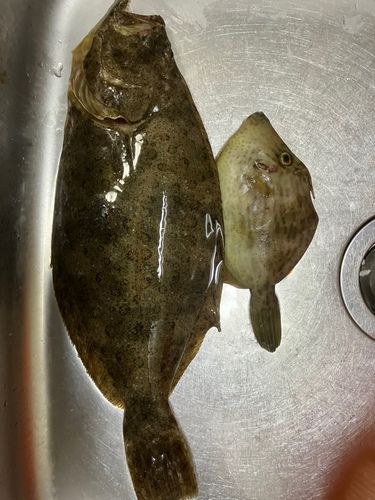 ヒラメの釣果