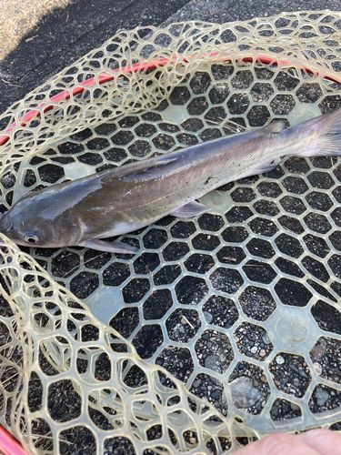 アメリカナマズの釣果