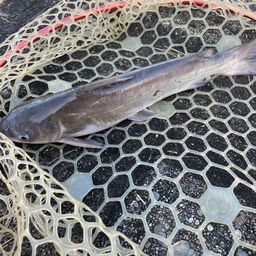 アメリカナマズ