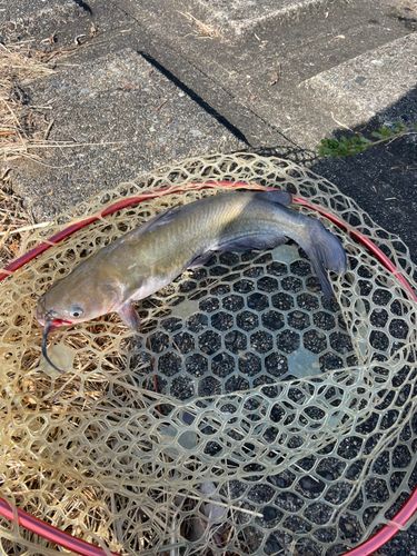 アメリカナマズの釣果