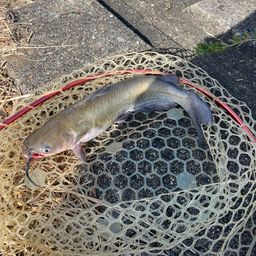 アメリカナマズ