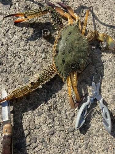 ワタリガニの釣果