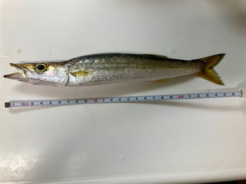 カマスの釣果