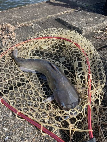 アメリカナマズの釣果